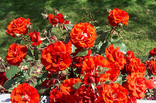 blomster